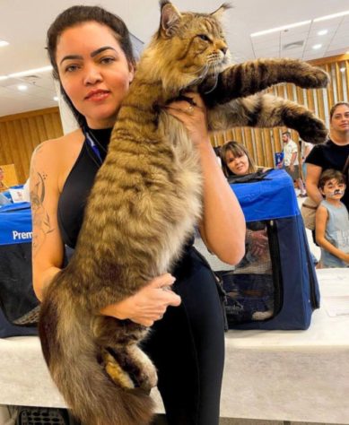 Casal brasileiro alega ter 'maior gato do mundo'
