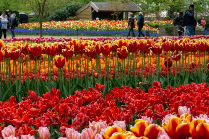 Tulipas na Holanda / Países Baixos