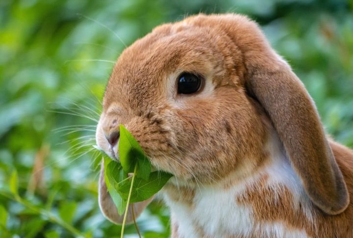 <p>A dieta dos dois animais é bastante semelhante, composta principalmente por vegetação, como gramíneas, folhas e cascas de plantas — o que muda é a forma como eles selecionam e processam esses alimentos.</p>
