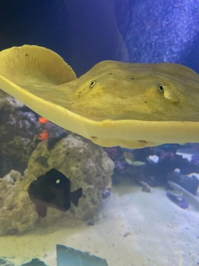 Independente: Arraia ‘engravida’ sem ter contato com macho