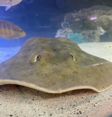Steve Irwin morto por arraia 