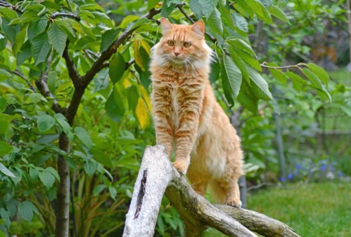 Gato Maine Coon