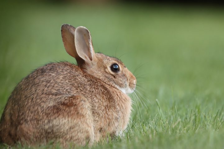 "Se você tem um animal saudável que precisa ser sacrificado por diversos motivos, sinta-se à vontade para doá-lo para nós", finaliza o anúncio.