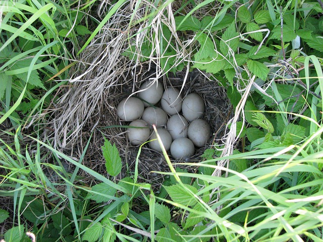 Na China , Ã© comum o consumo de ovos de pata. Chamados de " pretosâ?, ou â??ovos de cem anosâ?, sÃ£o cozidos e mantidos enterrados por vÃ¡rios dias numa mistura de sal, chÃ¡ verde,  cinzas e argila atÃ© serem consumidos.