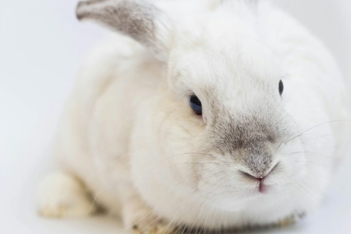 "Uma mentalidade profundamente perversa e degradante está por trás dessa ideia doentia, que retrata a terrível tendência de indiferença com os animais na Dinamarca", criticou um seguidor.