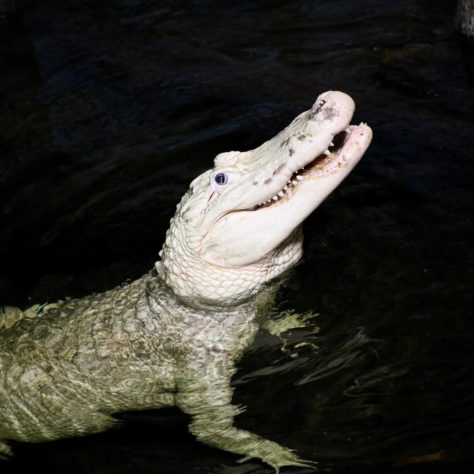 Jacaré branco
