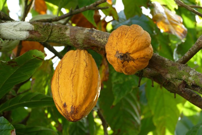 Alimentos para memória 