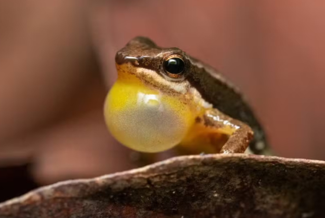 Sapo arisco e ‘cantador’: Foguetinho é espécie do Cerrado brasileiro