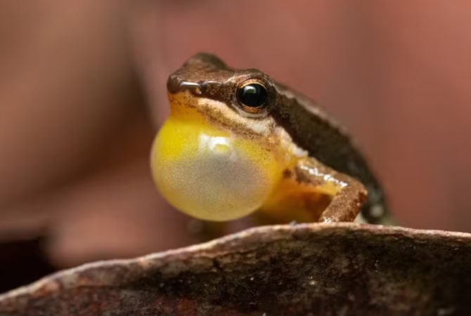 Conheça o Sapo Foguetinho, espécie arisca do Cerrado brasileiro