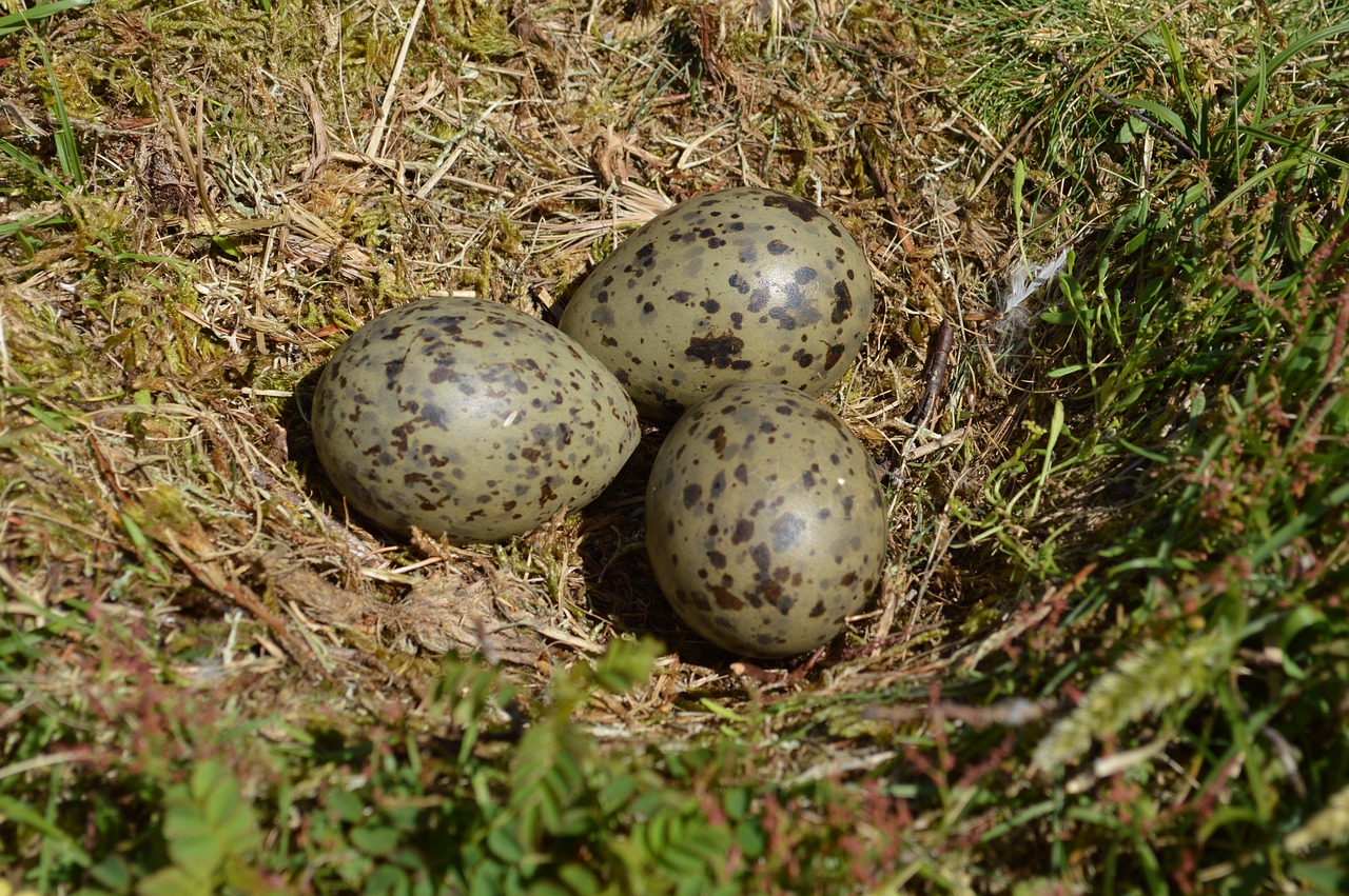 Na Inglaterra , ovos de gaivota sÃ£o apreciados. E, certa vez, seu consumo chegou a ser recomendado em Gloucestershire para reduzir a proliferaÃ§Ã£o dessas aves