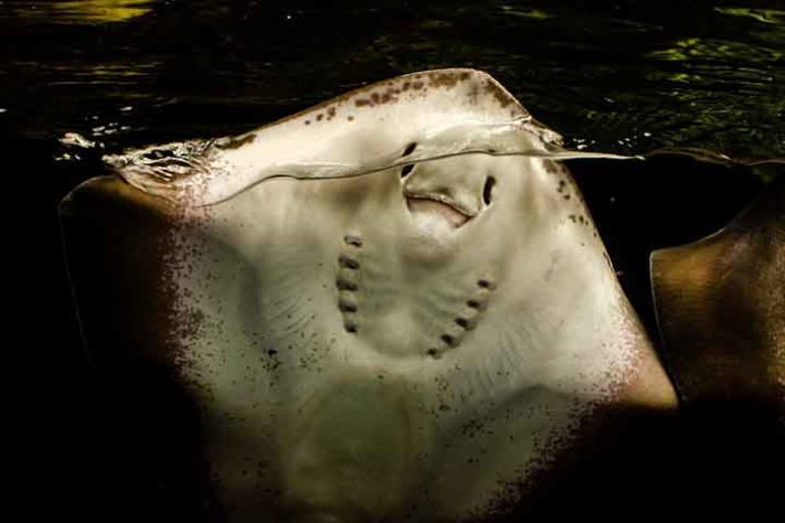 Steve Irwin morto por arraia 
