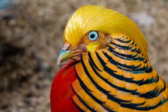 Faisão-dourado (Chrysolophus pictus) - Aves belas e exóticas