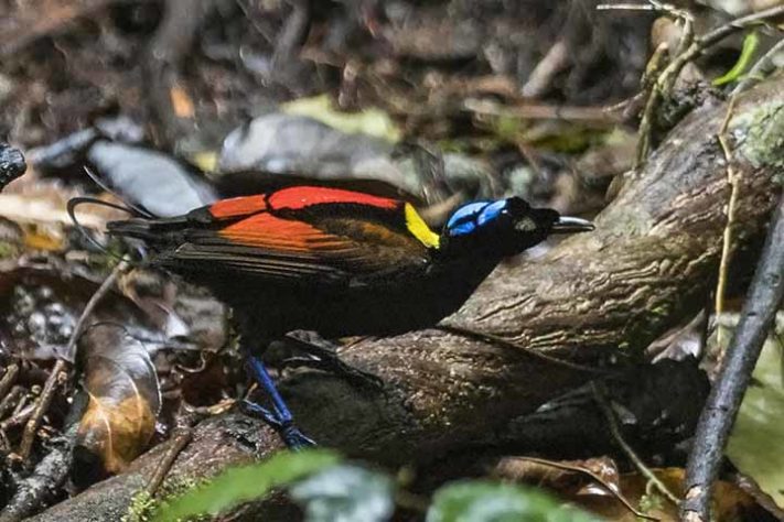 Ave-do-paraíso de Wilson (Cicinnurus respublica) - Aves belas e exóticas 