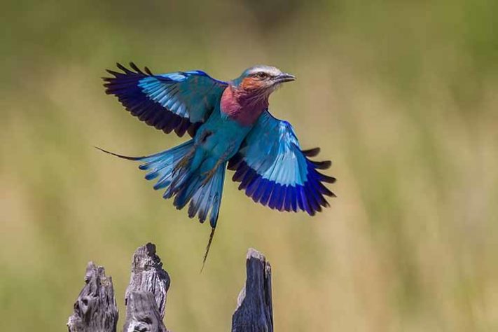 Rolieiro-de-peito-lilás (Coracias caudatus) - Aves belas e exóticas 