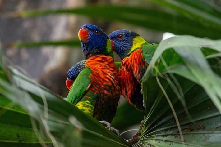 Lóris Molucanos (trichoglossus haematodus) - Aves belas e exóticas 