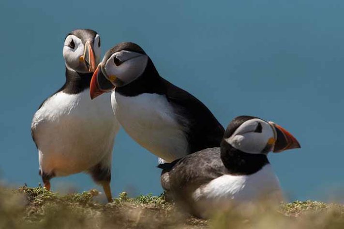 Fradinho (Fratercula arctica)- Aves belas e exóticas