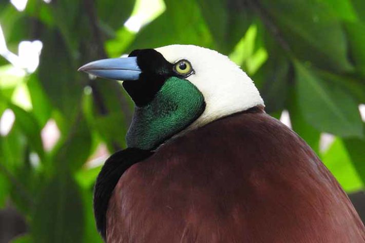 Grande ave-do-paraíso (Paradisaea apoda) - Aves belas e exóticas