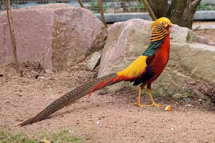 Faisão-dourado (Chrysolophus pictus) - Aves belas e exóticas