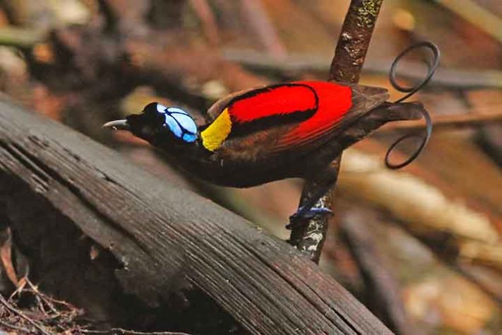 Ave-do-paraíso de Wilson (Cicinnurus respublica) - Aves belas e exóticas 