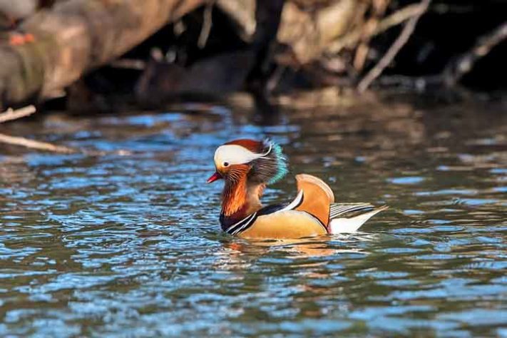 Pato-mandarim (Aix galericulata)- Aves belas e exóticas 