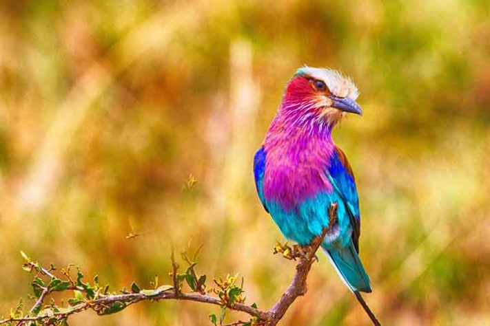 Rolieiro-de-peito-lilás (Coracias caudatus) - Aves belas e exóticas 