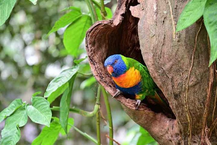 Lóris Molucanos (trichoglossus haematodus) - Aves belas e exóticas 