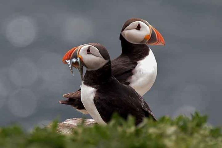 Fradinho (Fratercula arctica)- Aves belas e exóticas