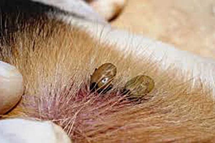 Carrapato Vermelho do Cão (Rhipicephalus sanguineus) - Carrapato - Divulgação Fio Cruz