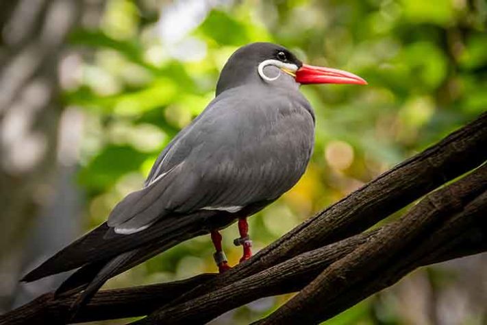 Sterna inca (Larosterna inca)- Aves belas e exóticas