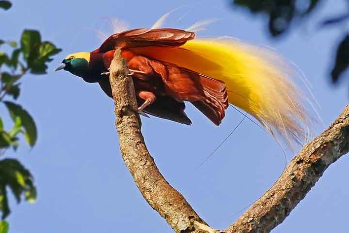Grande ave-do-paraíso (Paradisaea apoda) - Aves belas e exóticas