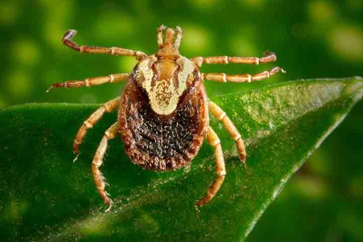 Carrapato-estrela (Amblyomma sculptum) - Carrapato - James Gathany/Wikimédia Commons