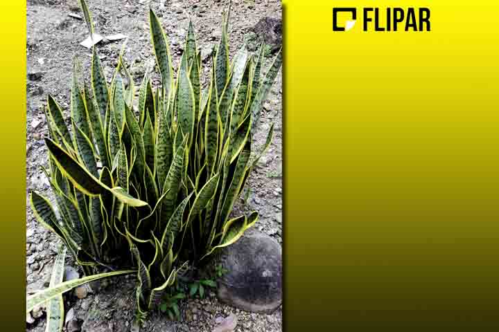 Planta espada de São Jorge - Também conhecida como espada de Iansã, é considerada um amuleto por muitos brasileiros. Posicionada ao lado da entrada de casas e comércios, teria o condão de afastar o mau-olhado e atrair boas energias. 
-JOAN/Wikimédia Commons