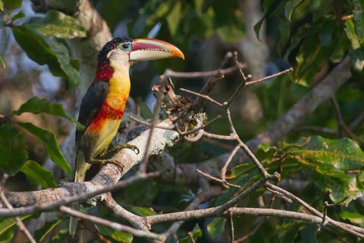 Araçari-mulato (Pteroglossus beauharnaesii)- Aves belas e exóticas 