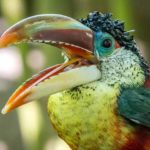 Araçari-mulato (Pteroglossus beauharnaesii)- Aves belas e exóticas