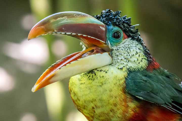 Araçari-mulato (Pteroglossus beauharnaesii)- Aves belas e exóticas