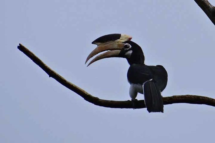 Calau-de-Malabar (Anthracoceros coronatus) - Aves belas e exóticas 