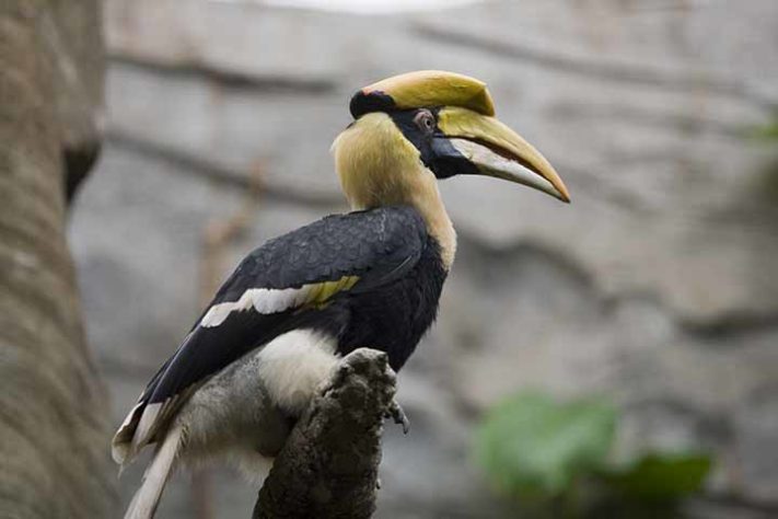 Calau-de-Malabar (Anthracoceros coronatus) - Aves belas e exóticas 