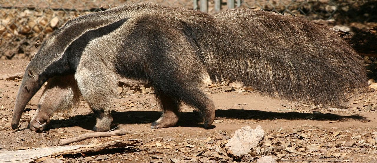 Tamanduá-bandeira - Esse mamífero passa a vida sozinho, vagando por grandes territórios em busca de formigas e cupins. O contato com outros tamanduás ocorre apenas na época de reprodução.