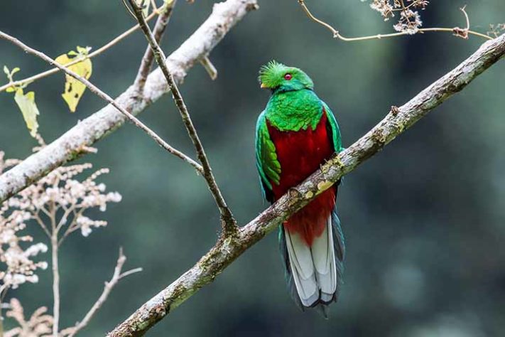 Quetzal (Pharomachrus)- Aves belas e exóticas