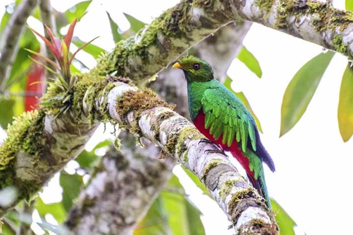 Quetzal (Pharomachrus)- Aves belas e exóticas