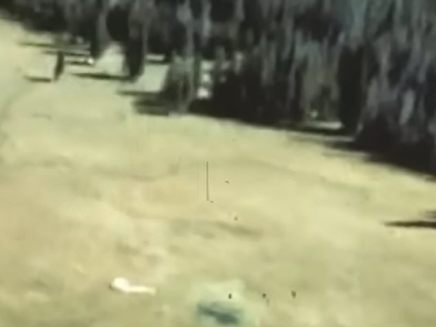 Operação inusitada soltou castores de paraquedas nos EUA, em 1948