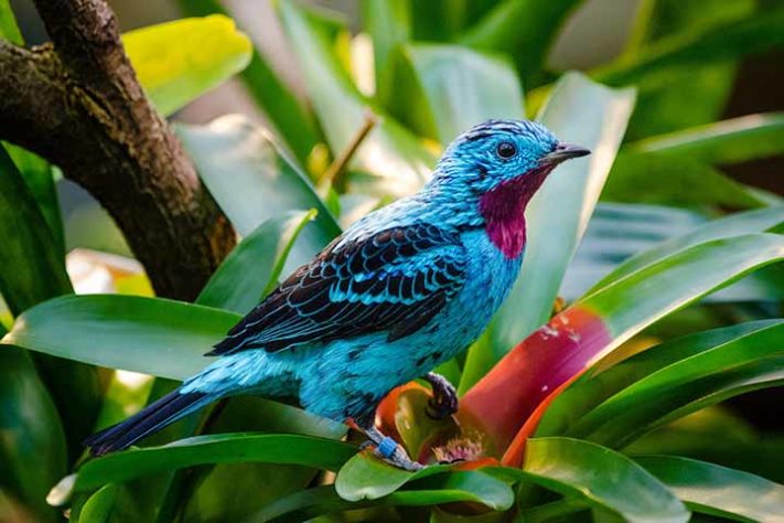 Cotinga-pintada (Cotinga cayana)- Aves belas e exóticas