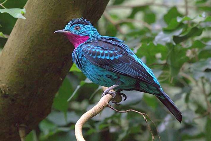 Cotinga-pintada (Cotinga cayana)- Aves belas e exóticas