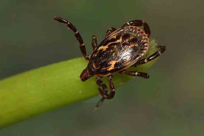 Carrapato Amblyomma ovale Koch - Carrapato - Flickr Maria Ogrzewalska