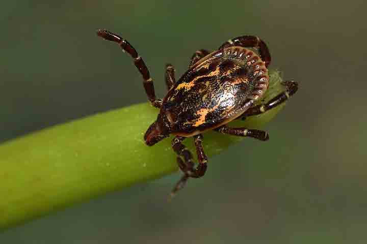Brasil tem quase 230 tipos de carrapatos; saiba evitar a praga