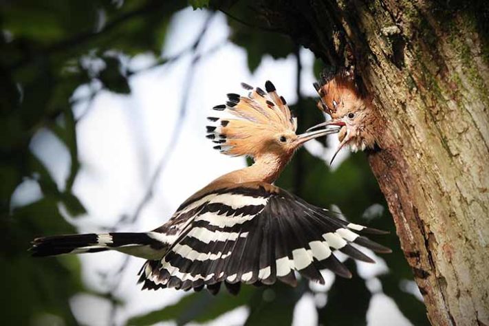 Poupa-eurasiática (Upupa) - Aves belas e exóticas