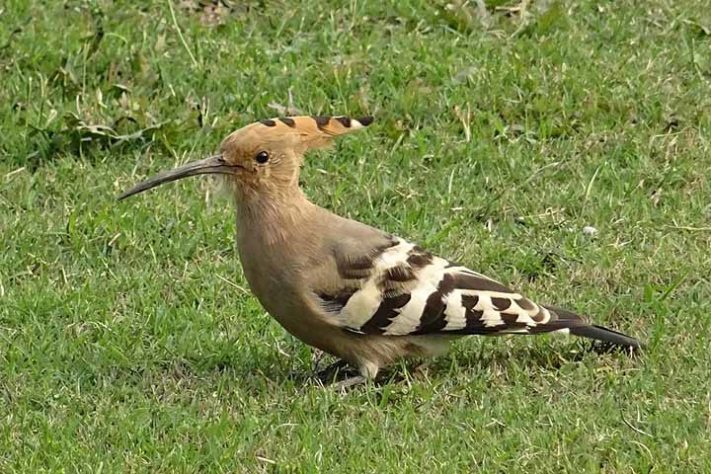 Poupa-eurasiática (Upupa) - Aves belas e exóticas