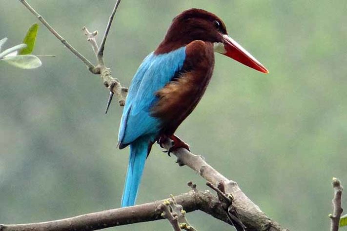 Guarda-rios-de-papo-branco (Halcyon smyrnensis) - Aves belas e exóticas