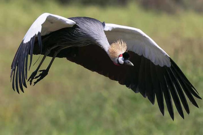 Grou-coroado-oriental Balearica - Aves belas e exóticas
