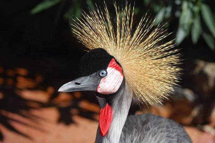 Grou-coroado-oriental Balearica - Aves belas e exóticas